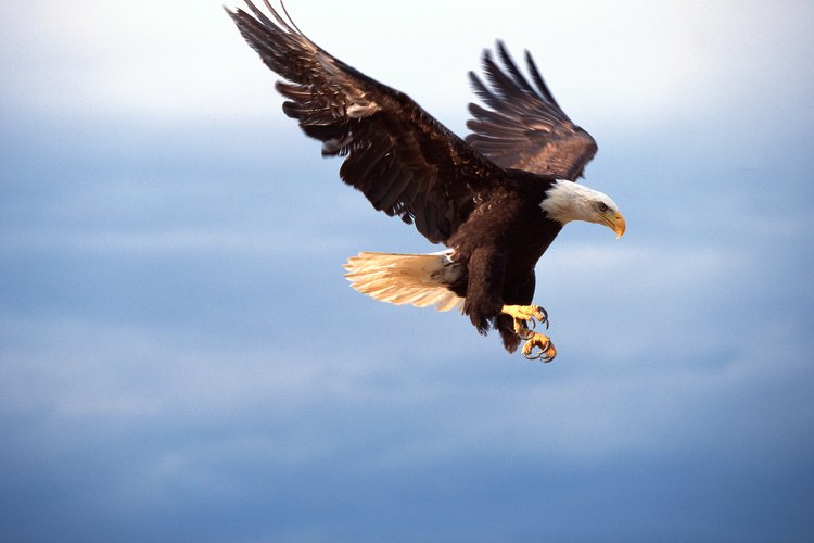 Rara vez veas un águila cazando por la noche, porque las águilas no tienen buena visión nocturna.