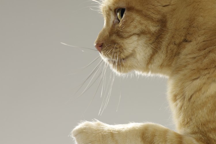 Los gatos tienen un número diferente de dedos en sus patas delanteras y traseras.
