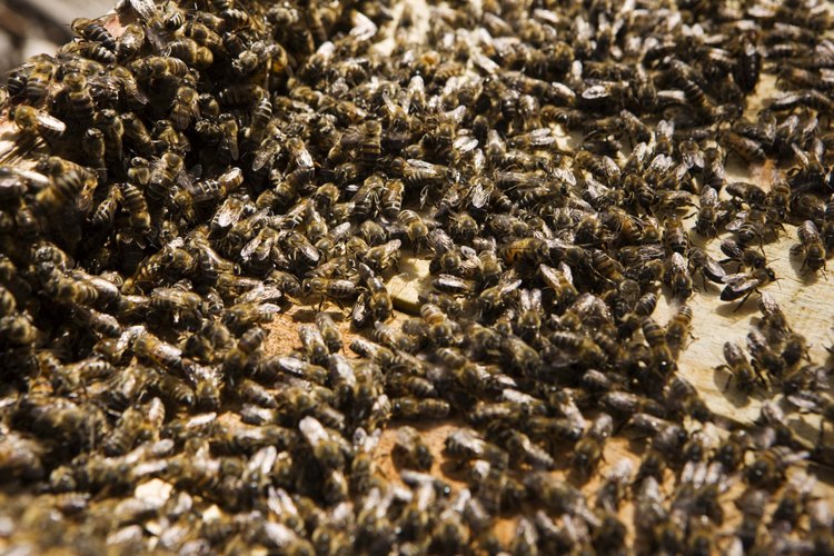 Las abejas no atacan a los humanos con frecuencia.