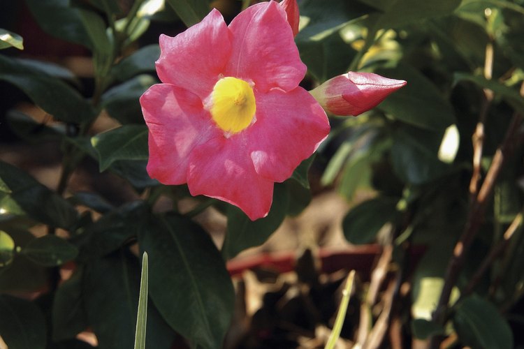 Cultiva una hermosa mandevilla para cubrir tu cerca.
