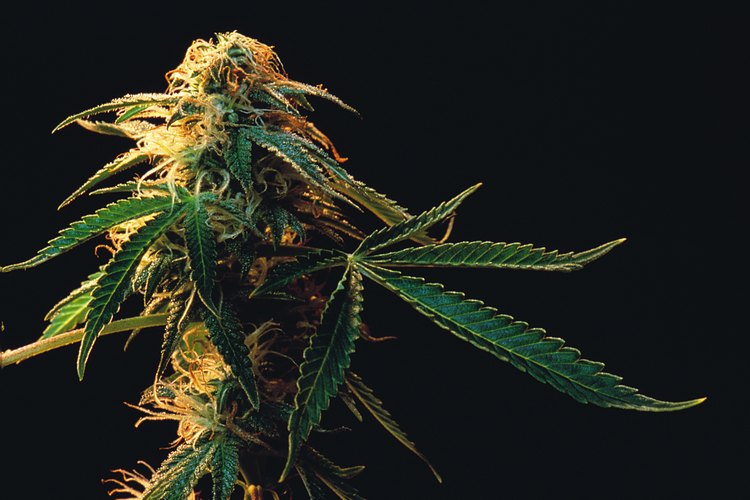 Una planta de cannabis es fácil de reconocer.