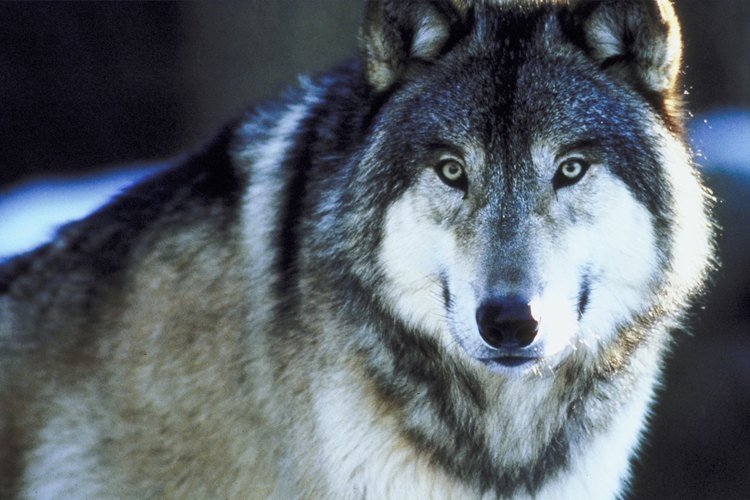 Puedes replicar los rasgos faciales de un lobo con maquillaje.