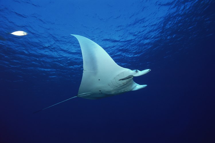 Las mantarrayas tienen muchos characterísticas inusuales que las hacen bastante singulares.