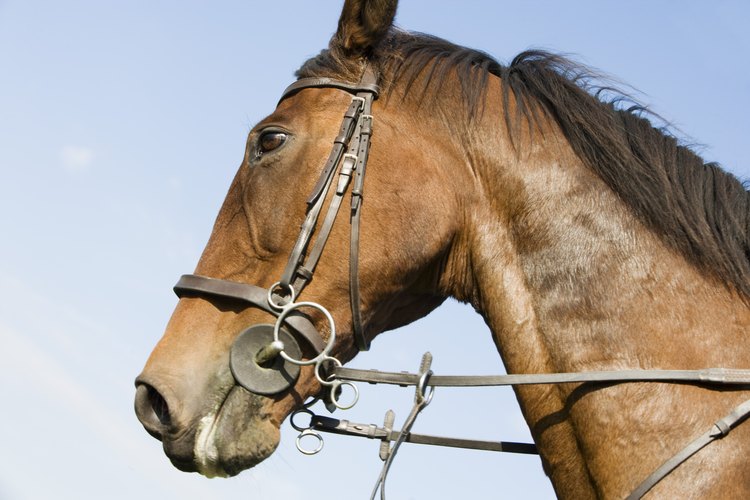 Las distintas riendas permiten distintos tipos de control sobre el caballo.