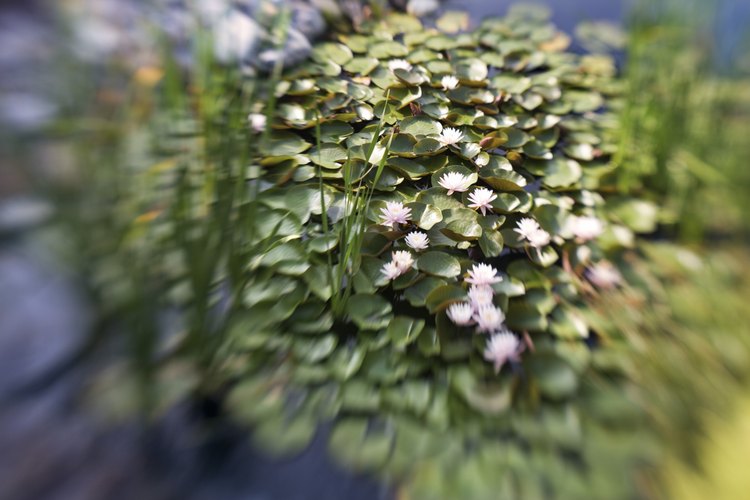 Las flores blancas de la planta de elodea llegan por encima del nivel de agua.