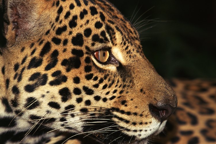 Debajo de las manchas, el manto de los jaguares puede ser amrillento, marrón o negro.