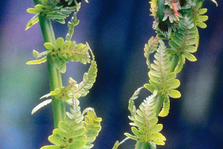 Tal vez la característica más distintiva de los licopodios es la presencia de un micrófilo en lugar de un megáfilo, el cual está presente en las plantas de helecho.