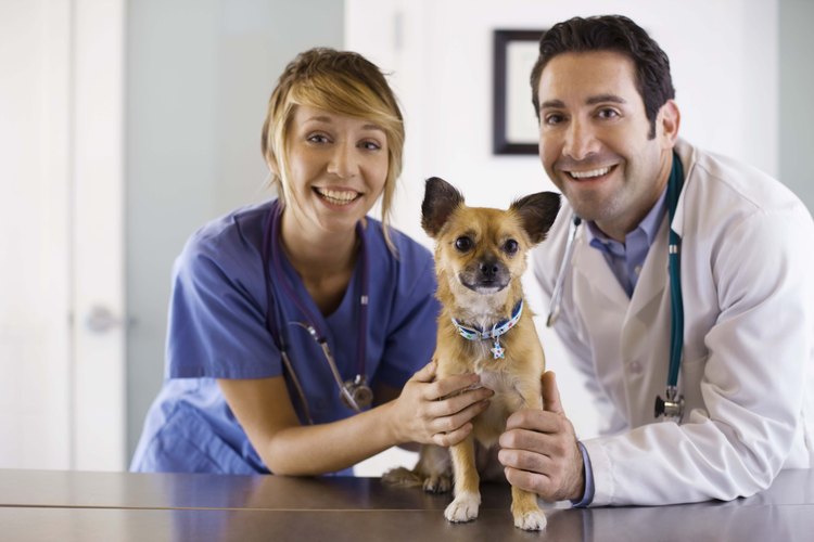 Desparasita a los perros cada seis meses.