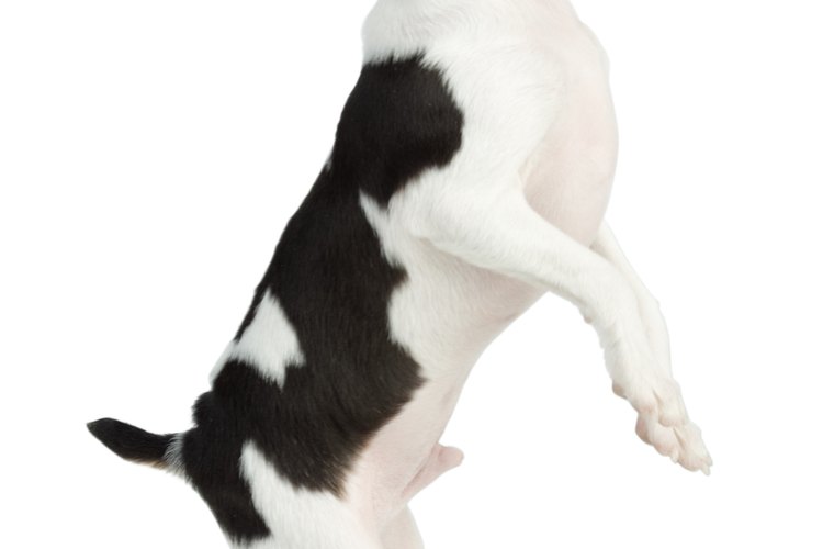 Tratar el estreñimiento en los perros naturalmente.