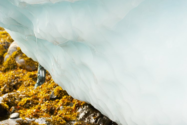 Las algas son la capa verde que normalmente se observa en la superficie de los estanques o en cualquier parte del agua estática durante un periodo de tiempo determinado.