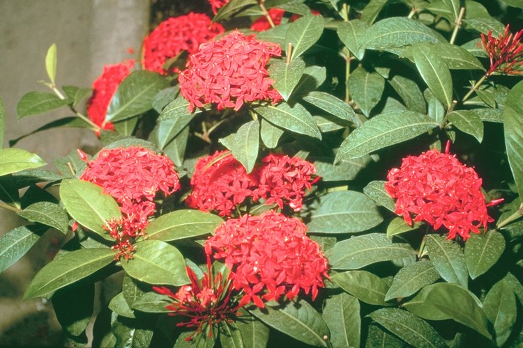 Los arbustos de ixora se dan muy bien en los suelos ácidos tropicales.