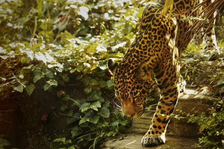 Mira a los leopardos, tigres y osos en el zoológico.