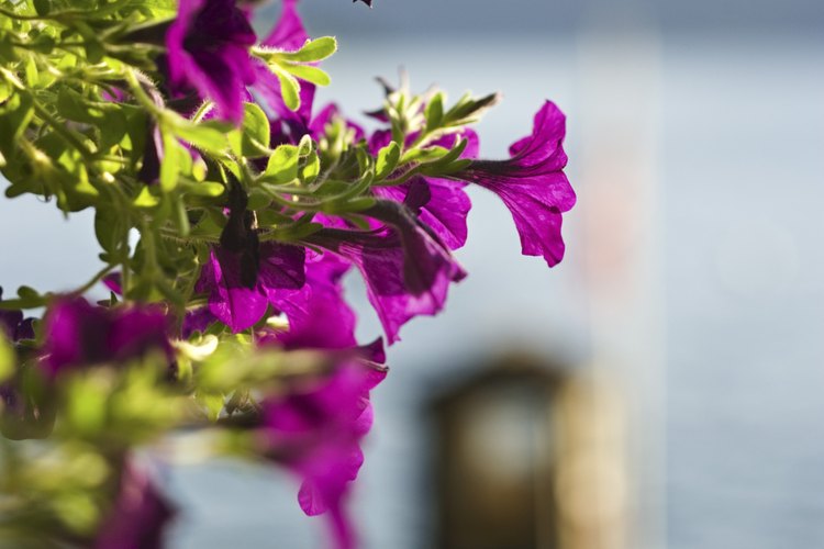 Petunias.