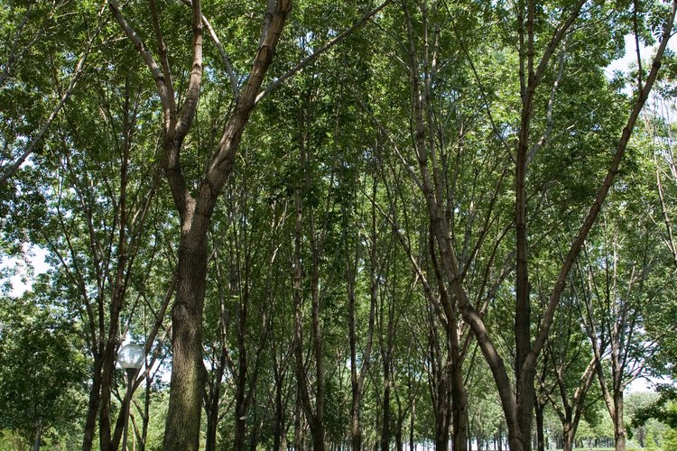 Actividades al aire libre son una gran parte de las atracciones turísticas de Missouri.