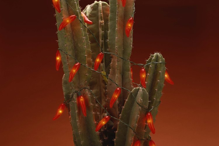Las cactáceas son una familia de plantas suculentas y, en gran mayoría, espinosas, conocidas en conjunto como cactos o cactus.