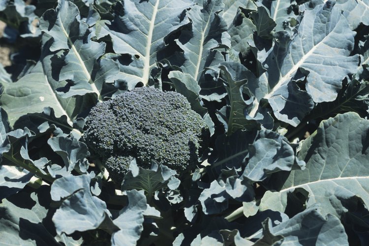 Algunos gusanos usan tu brócoli como hogar ideal y comida.