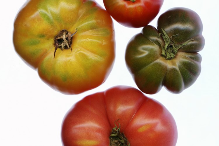 Las variedades de tomates de reliquia son de polinización abierta.
