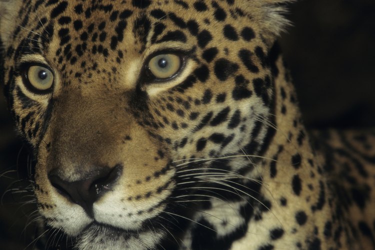 Jaguar (Panthera onca) en Brasil.