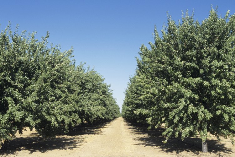 Puede tomar tres años para que el almendro alcance su madurez.
