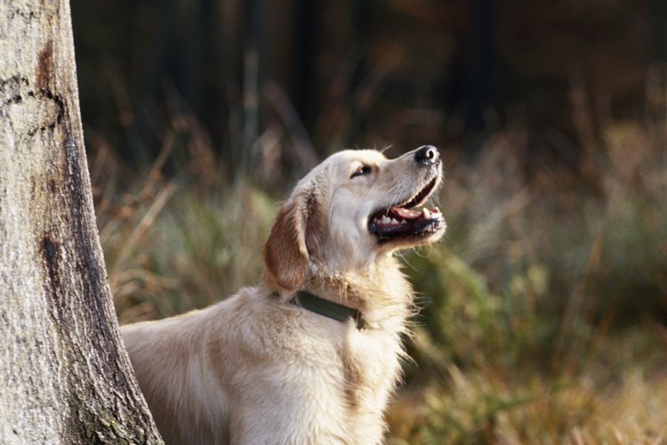 Los perros pueden perder sus voces por ladrar demasiado tiempo.