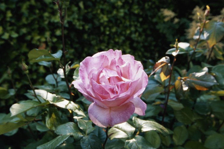 Las rosas son una deliciosa adición para cualquier jardín de flores.