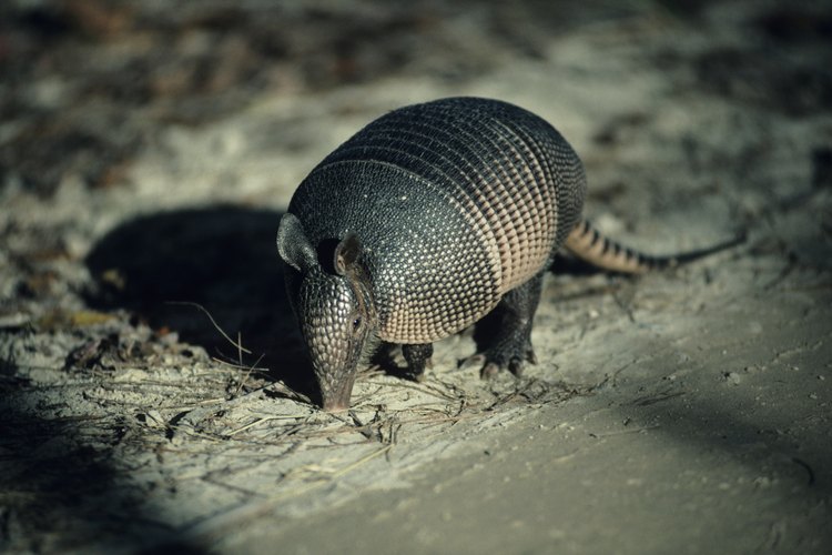 El armadillo es nativo de Sudamérica, con una especie que se encuentra en Norteamérica.