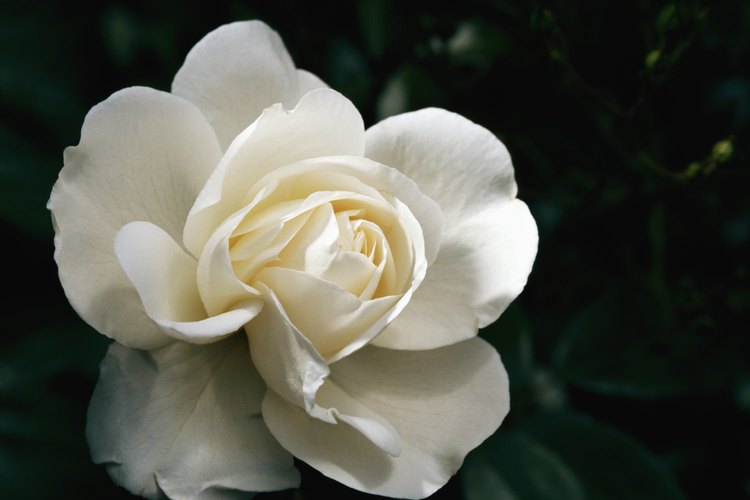Dar una única rosa blanca expresa perdón.