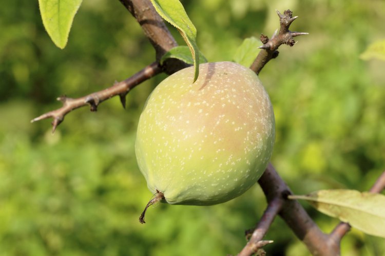 Los árboles frutales tienen espinas para protegerse de los animales.