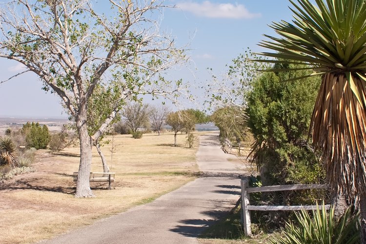 Arbusto espina búfalo