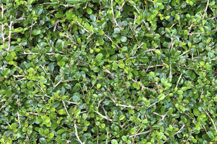 Los árboles de ébano enriquecen el suelo circundante para otras plantas.
