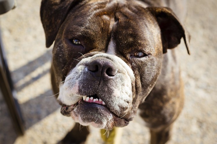 Bulldog inglés.