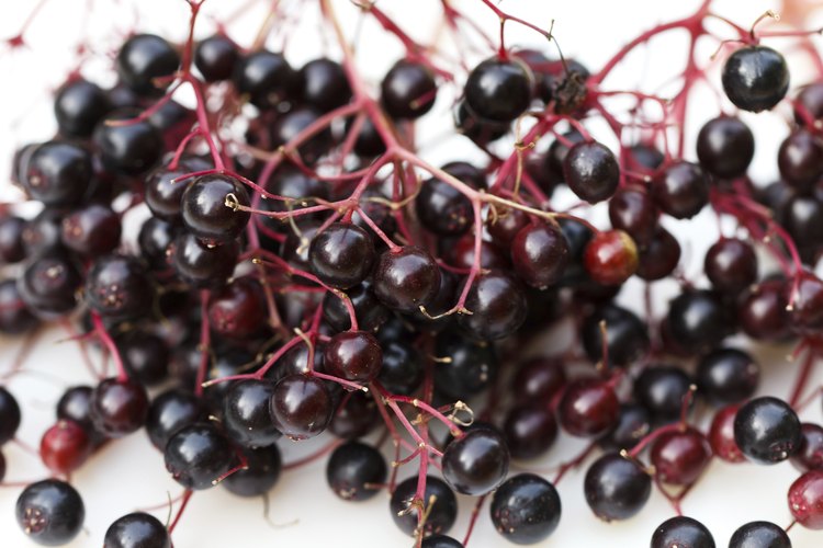 Las bayas de saúco nunca se deben consumir antes de que se tornen de un tono negro azulado.