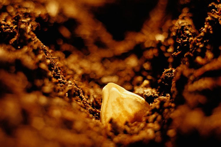 Siembra semillas de sandía con el extremo puntiagudo hacia arriba para la germinación más rápida.