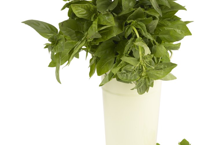 Albahaca