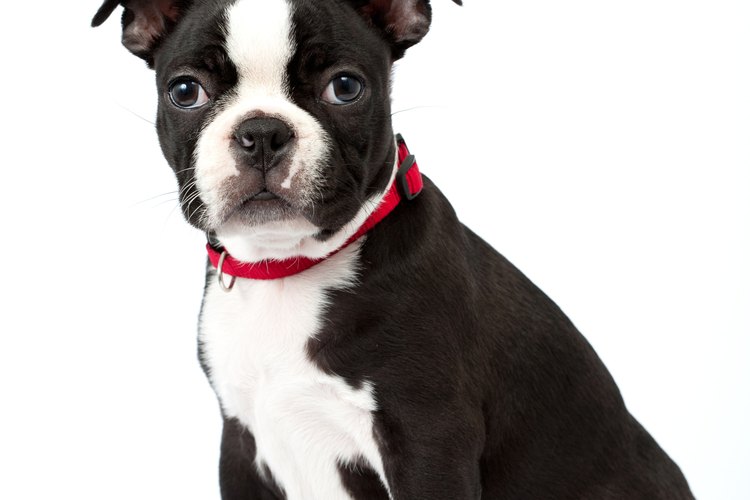 El pelaje corto del boston terrier requiere de poco cuidado.