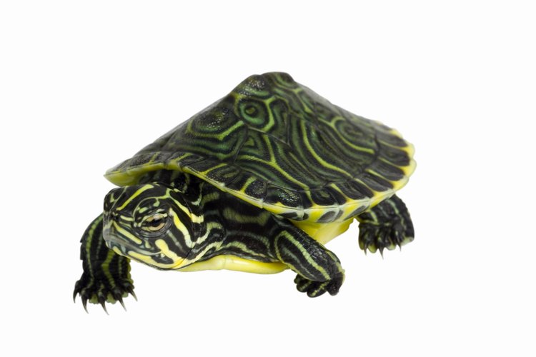 Las tortugas de orejas rojas no tienen saliva y lenguas que no se mueven, lo que significa que necesitan comer en el agua.