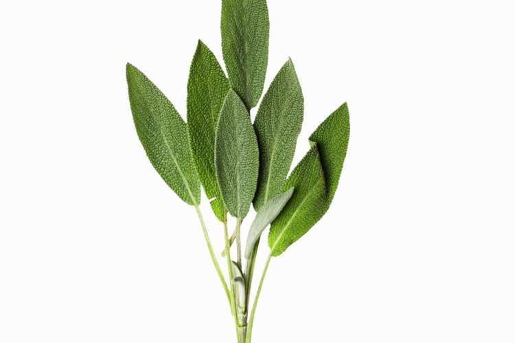 Laurel.