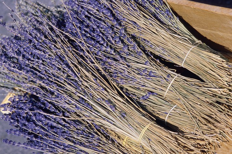 Los tallos secos de lavanda son menos propensos a desarrollar moho.