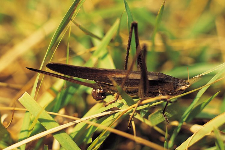 Lleva al aire libre a los niños y dales un paseo por el patio de recreo de la escuela para buscar bichos y otros insectos.