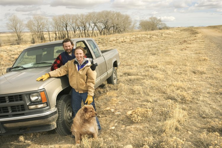De viaje con tu perro en camioneta.