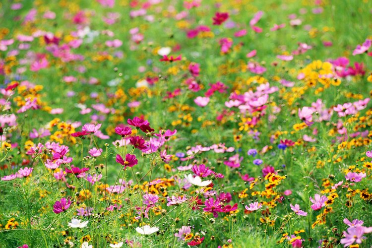 Se utilizaban flores silvestres como decoración para el Primero de Mayo.