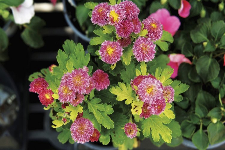 Tipos de plantas anuales de sol pleno y perennes.