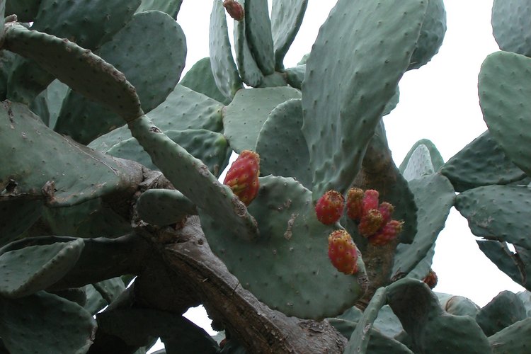 Muchas variedades de tunas pueden soportar temperaturas extremadamente bajas.