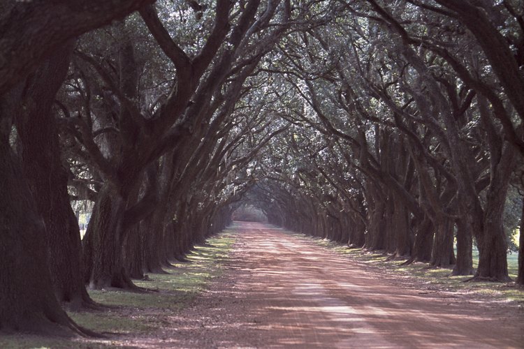 La madera no resinosa de los robles es un favorito para las barbacoas.