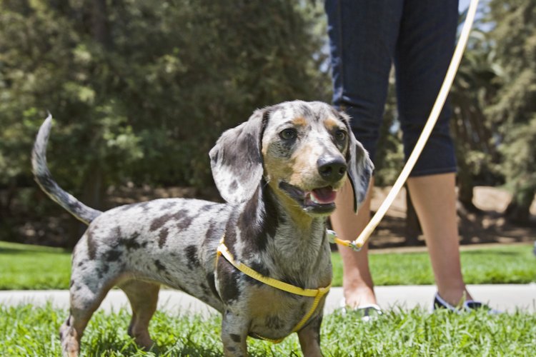 Un dachshund miniatura.