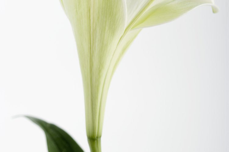 Azucena blanca.