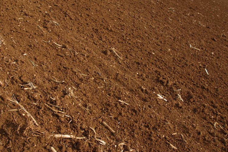 Los hongos blancos que crecen en la tierra son un tipo inofensivo de moho blanco.