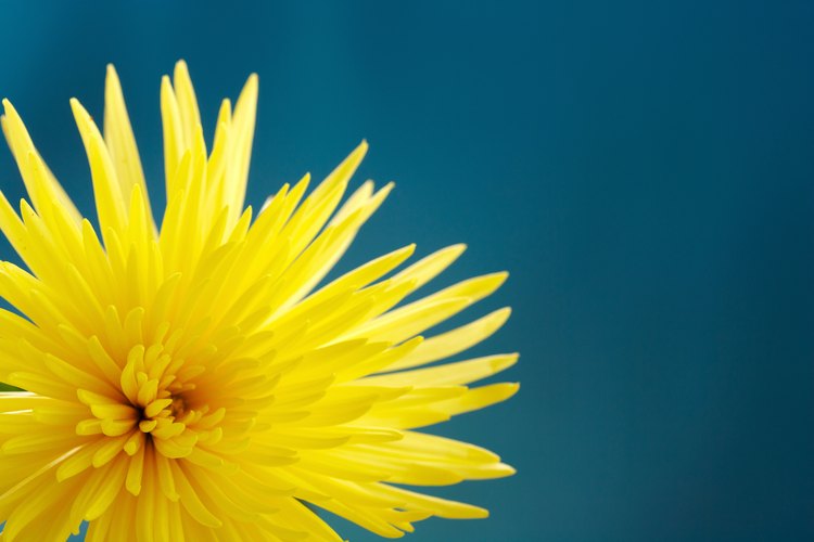 Los crisantemos están entre las flores cortadas de larga duración.