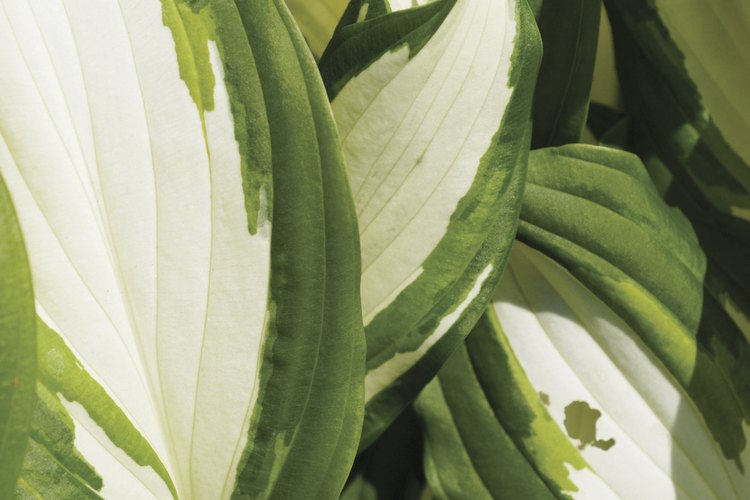 Las hostas con blanco en sus hojas necesitan sombra.