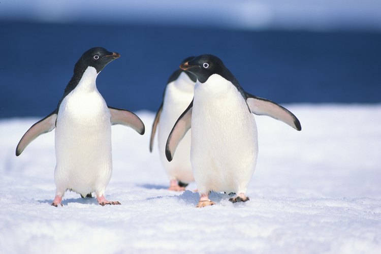 Los pingüinos son afectados por el derretimiento del hielo marítimo.